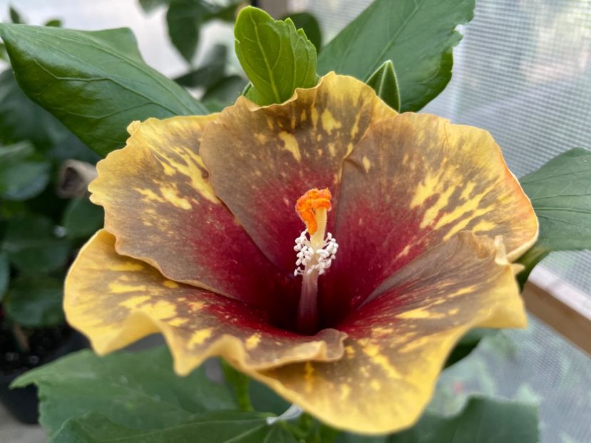  - MMT Pamant romanesc