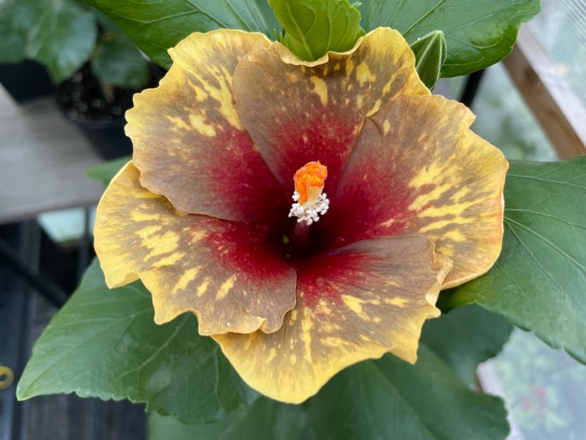  - MMT Pamant romanesc