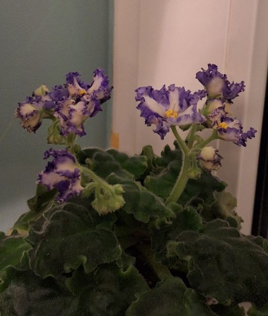  - MV-Zvezdnaia Dinastia - chimera