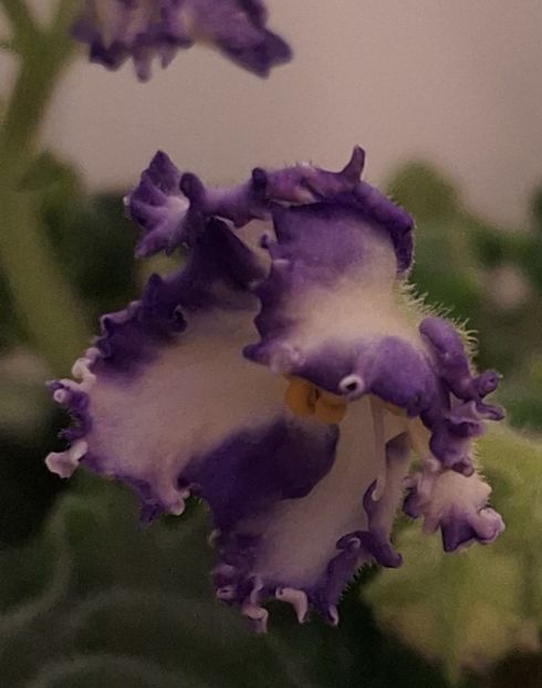  - MV-Zvezdnaia Dinastia - chimera