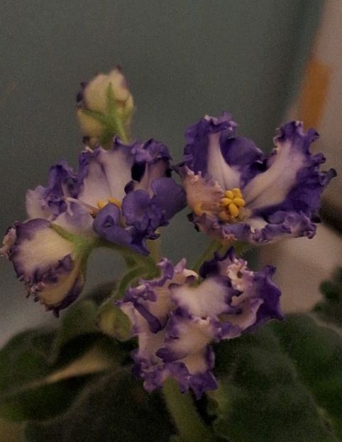  - MV-Zvezdnaia Dinastia - chimera