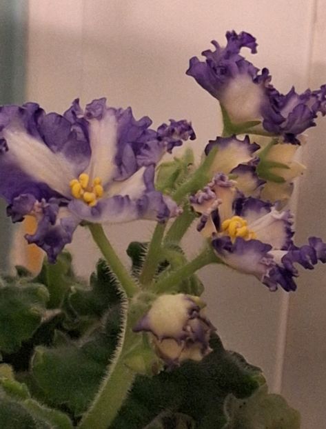  - MV-Zvezdnaia Dinastia - chimera