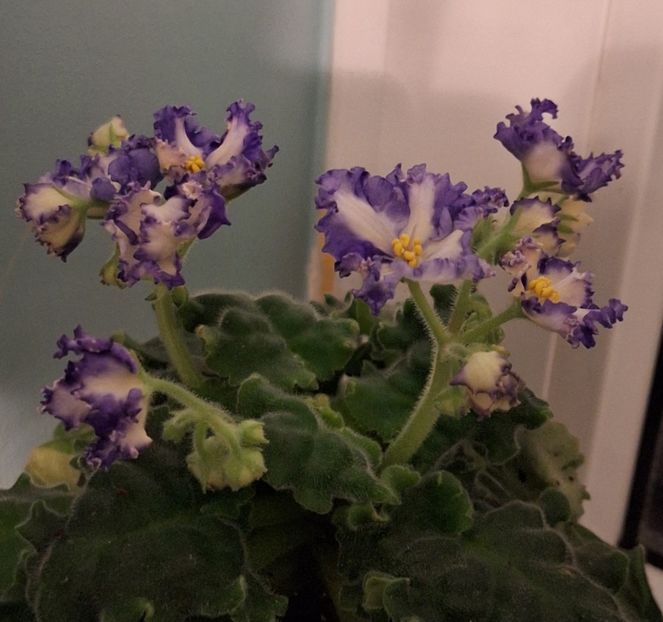  - MV-Zvezdnaia Dinastia - chimera