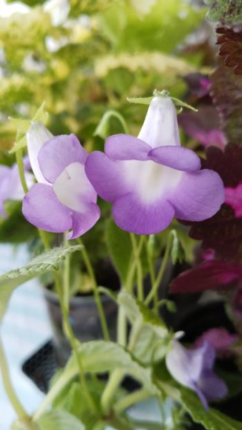  - 2025-Eucodonia Cecilia