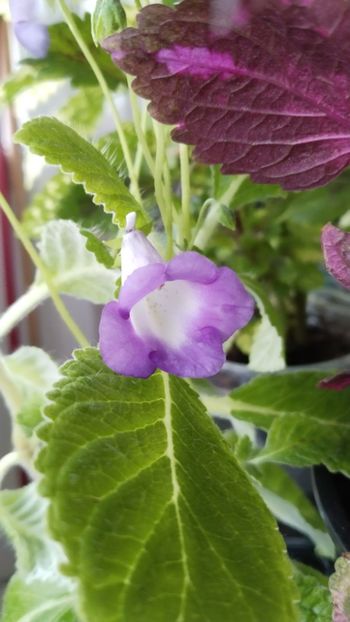  - 2025-Eucodonia Cecilia