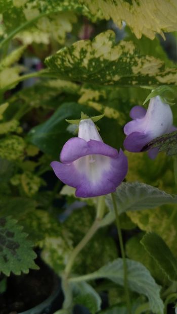  - 2025-Eucodonia Cecilia
