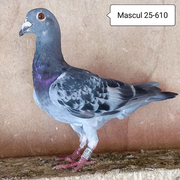 Mascul 25-610 - Stropit