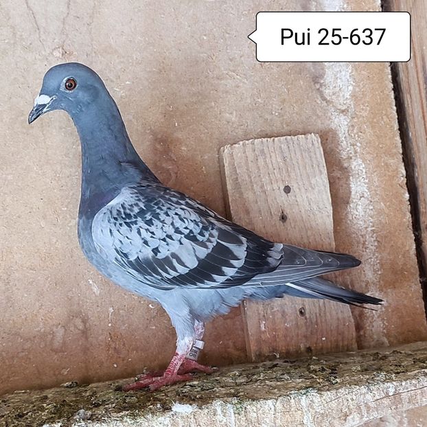 pui 25-637....-10 lei - Porumbei vanduti