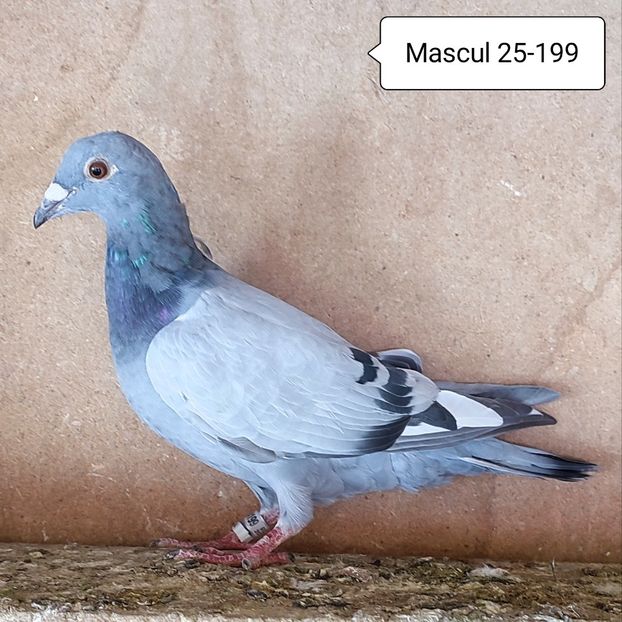 Pui 25-199 - Porumbei vanduti