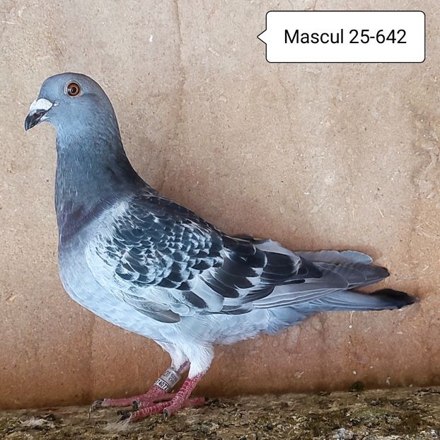Mascul 25-642 - Porumbei vanduti