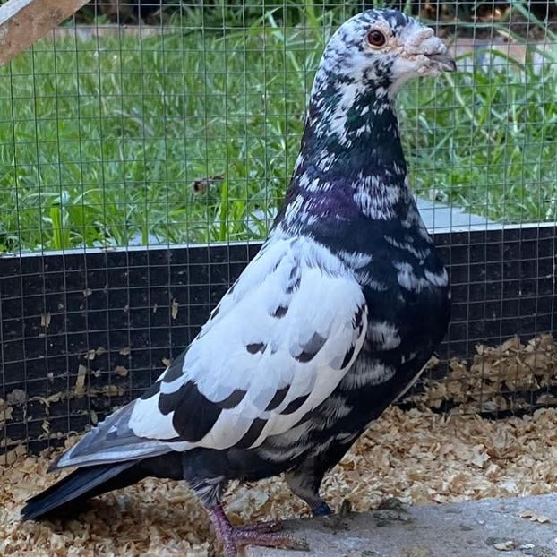  - Nu îmi aparțin 10