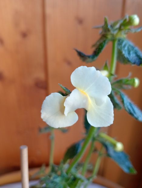 BriDs Erwin - - - - 2025