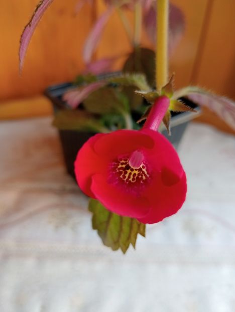 RFs Valentin - - - - 2025