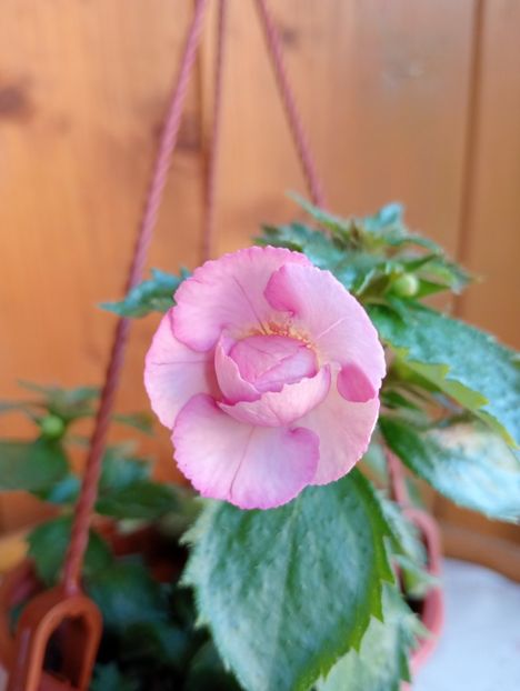 Aussie Beauty - - - - 2025