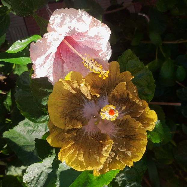 28.08.2025 - HIBISCUSI 2025-4