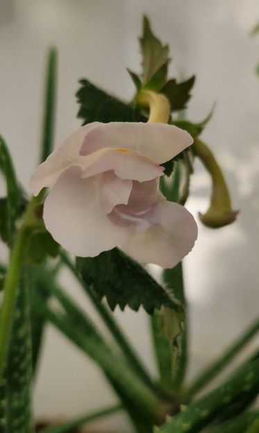 2025 - Brid s Aphrodite p