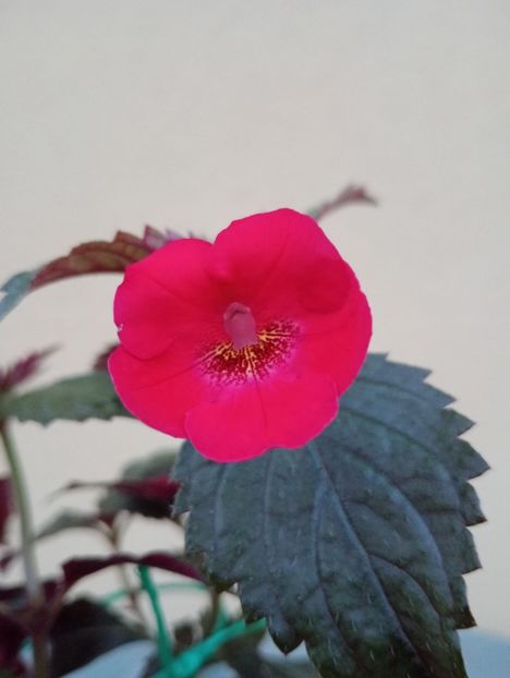 BriDs Zahra - - - - 2025