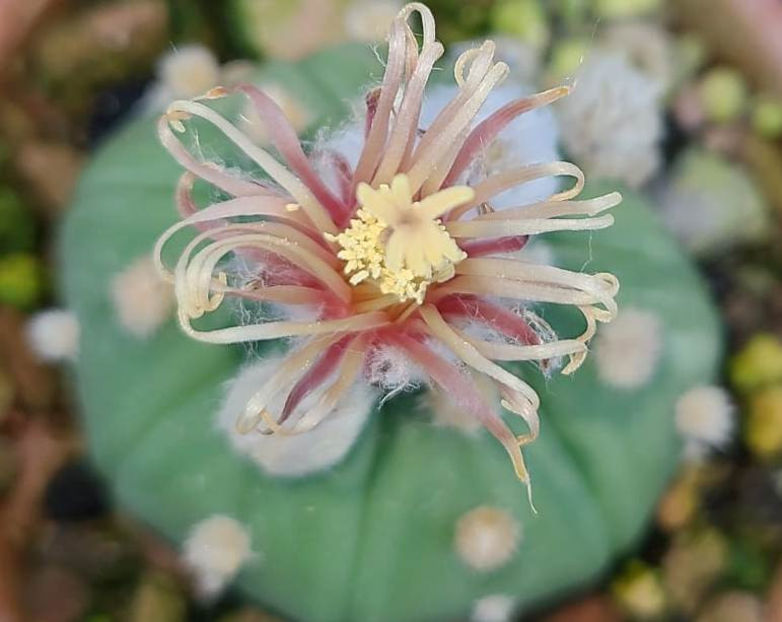 Astrophytum asterias f crazy - Astrophytum asterias f crazy
