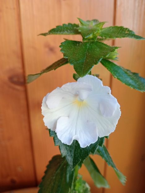 White Glory - - - - 2025