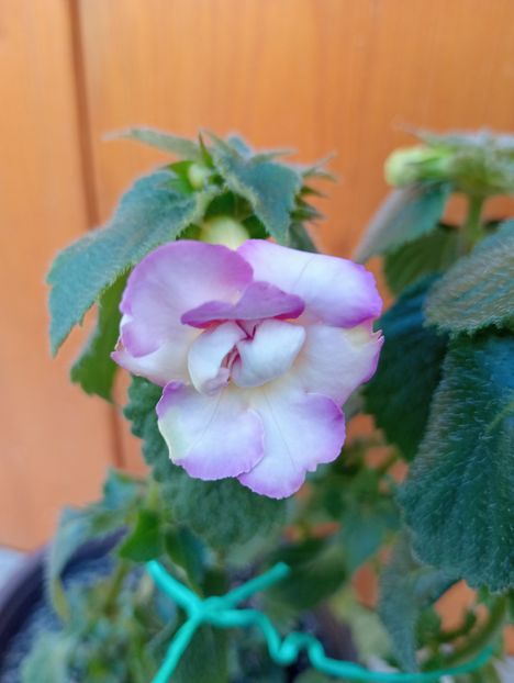  - BriDs Monica Nicoleta