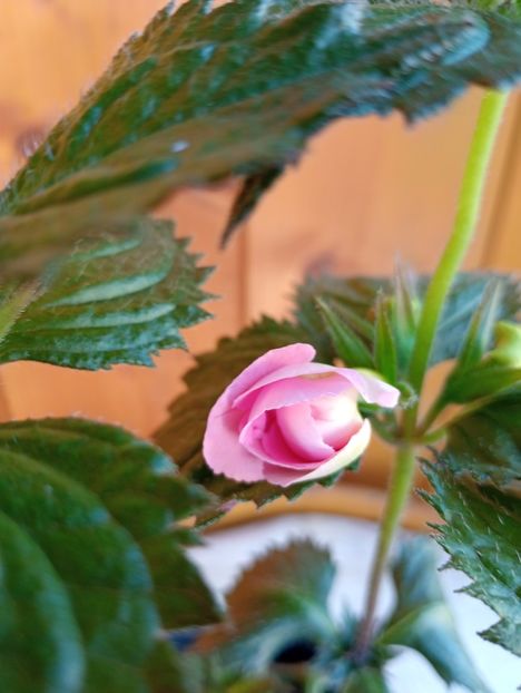 2025 - BriDs Rosamarie