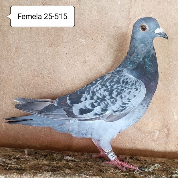 Femela 25-515 - Porumbei vanduti