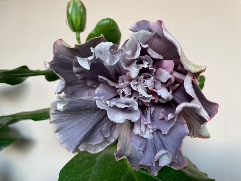  - 0006 - Hibiscusi 2025 - 2