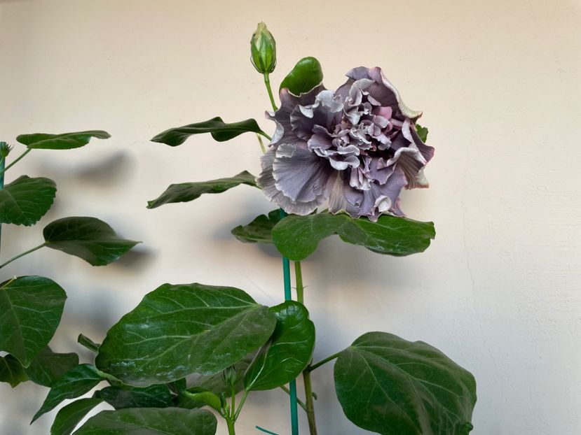  - 0006 - Hibiscusi 2025 - 2