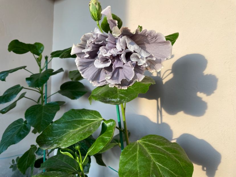  - 0006 - Hibiscusi 2025 - 2