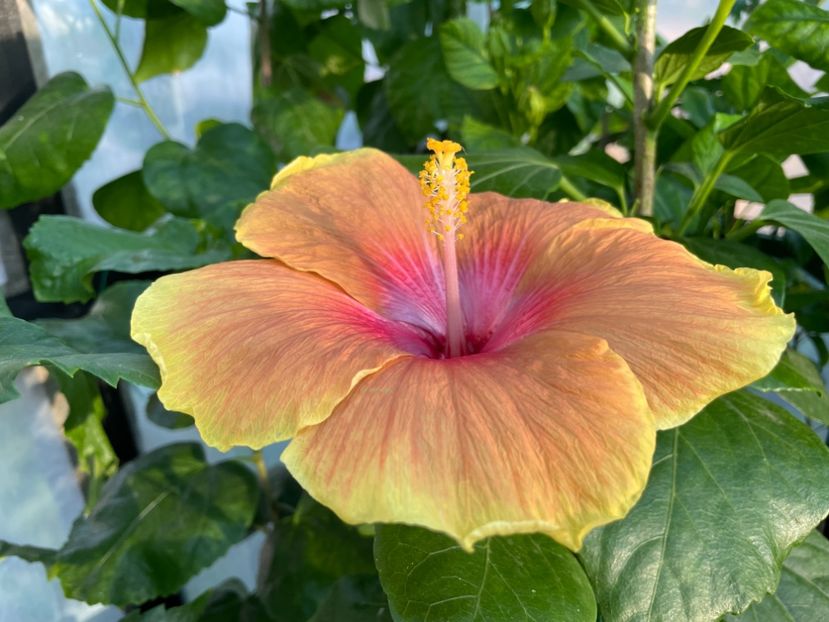  - 0006 - Hibiscusi 2025 - 2