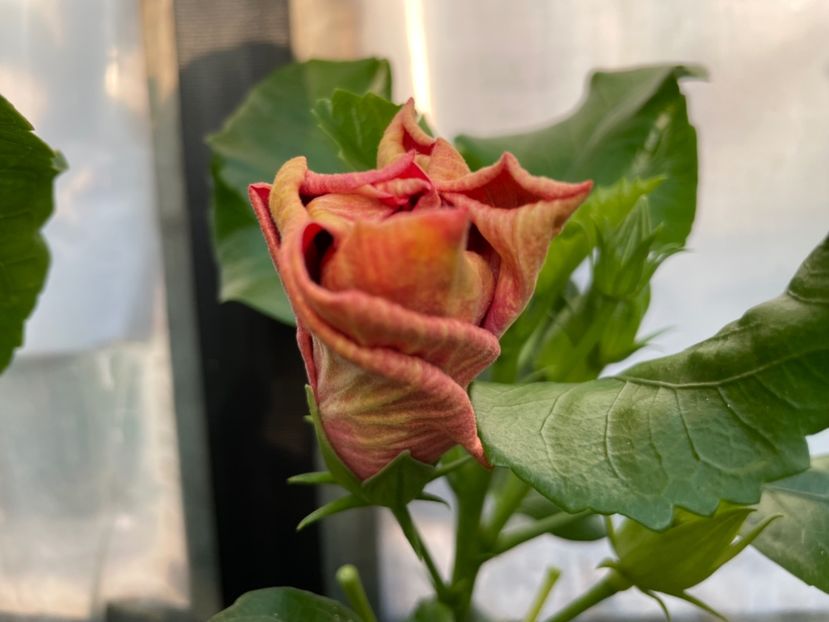  - 0006 - Hibiscusi 2025 - 2