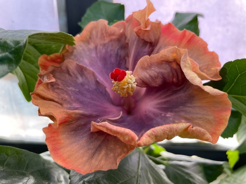  - 0006 - Hibiscusi 2025 - 2