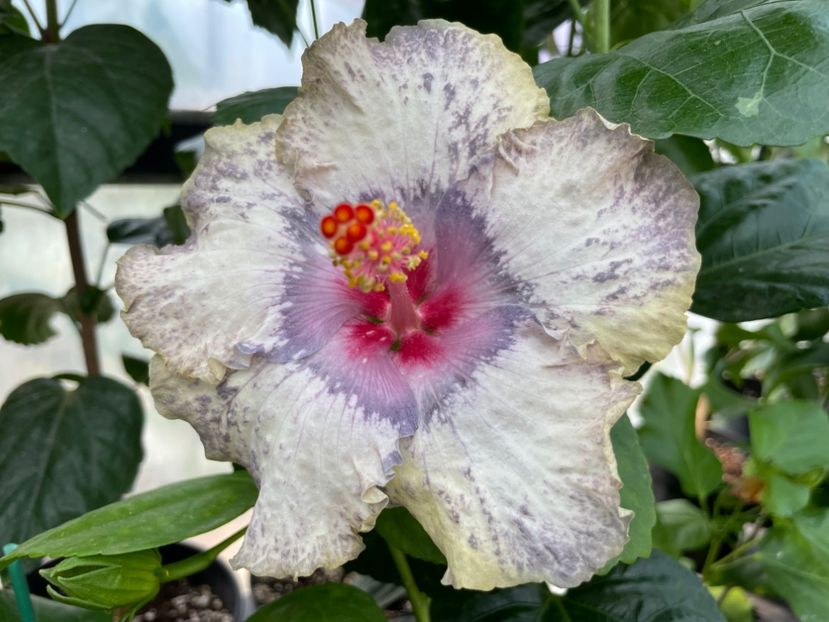  - 0006 - Hibiscusi 2025 - 2