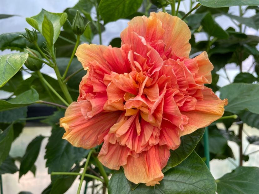  - 0006 - Hibiscusi 2025 - 2