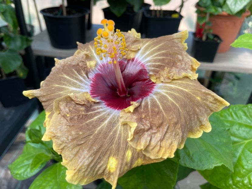  - 0006 - Hibiscusi 2025 - 2