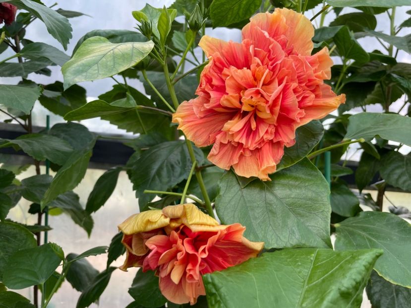  - 0006 - Hibiscusi 2025 - 2