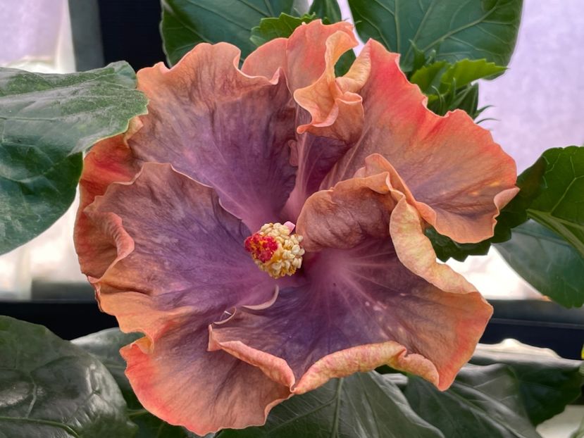  - 0006 - Hibiscusi 2025 - 2