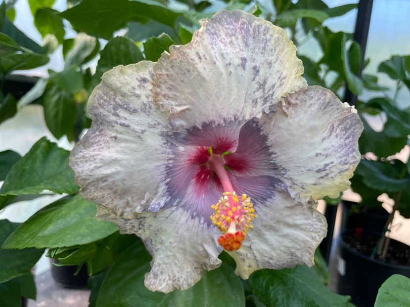  - 0006 - Hibiscusi 2025 - 2