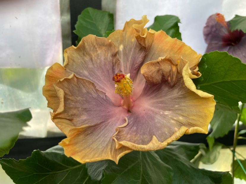  - 0006 - Hibiscusi 2025 - 2