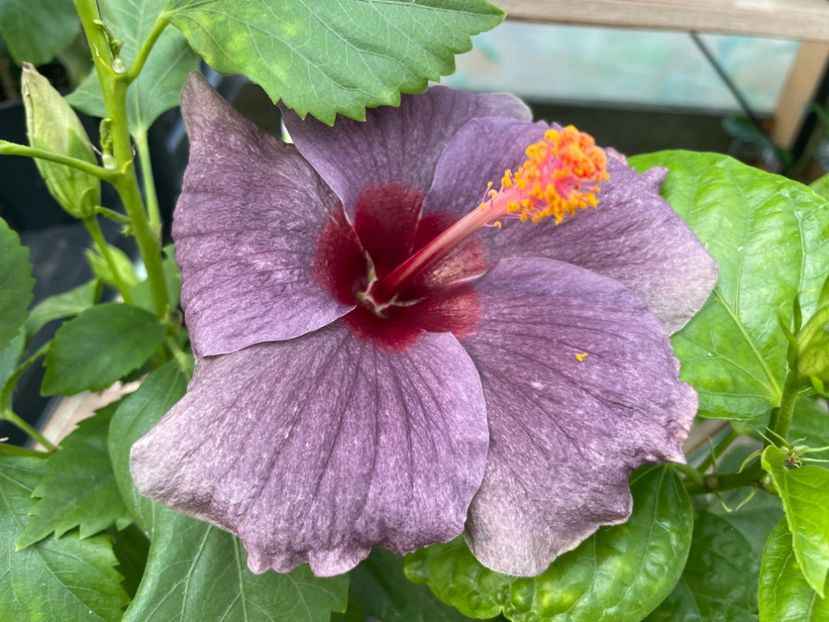  - 0006 - Hibiscusi 2025 - 2