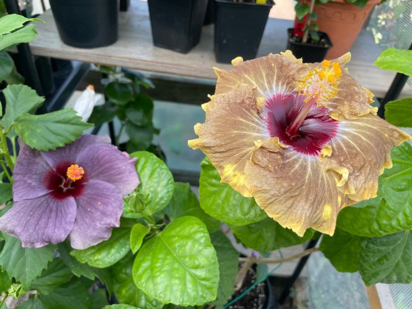  - 0006 - Hibiscusi 2025 - 2