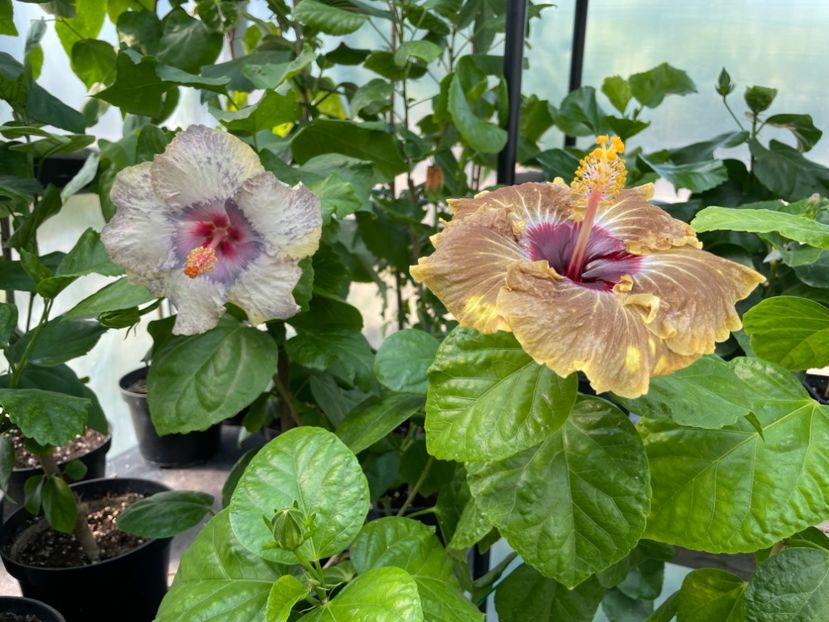  - 0006 - Hibiscusi 2025 - 2