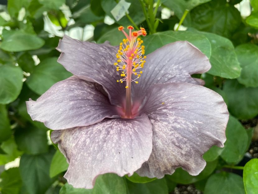  - 0006 - Hibiscusi 2025 - 2