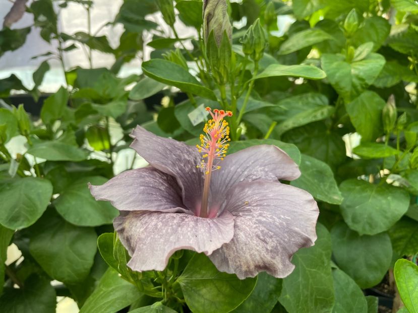  - 0006 - Hibiscusi 2025 - 2