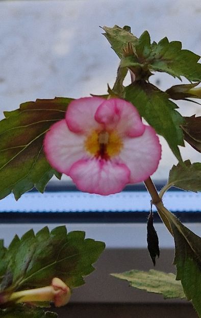 Sun Wind - Achimenes 2025