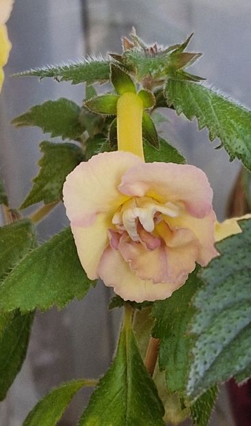2025 - Yellow English Rose p