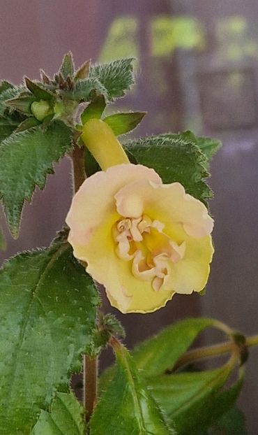  - Yellow English Rose p