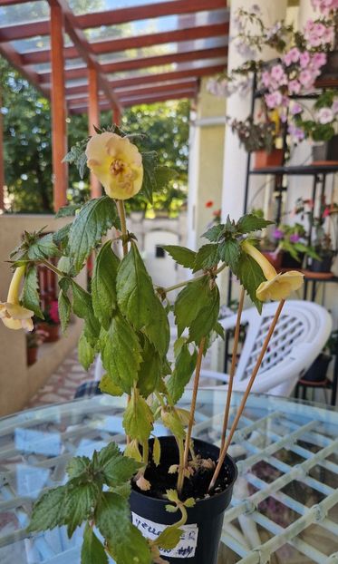  - Yellow English Rose p