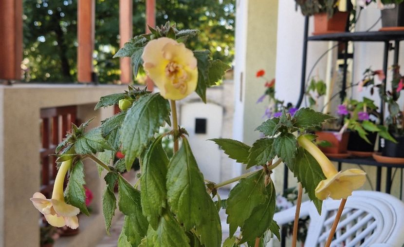  - Yellow English Rose p