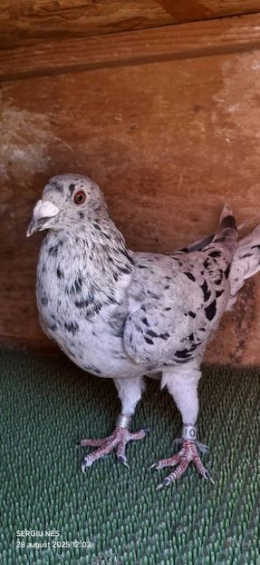  - Nu îmi aparțin 10